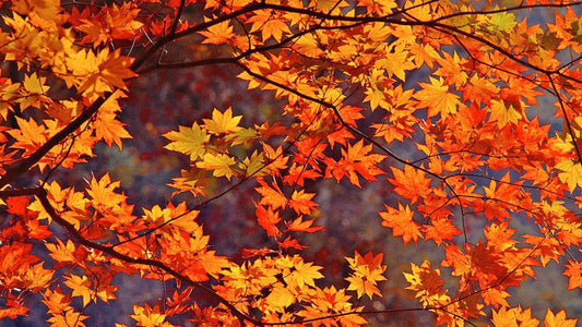 Fall Season